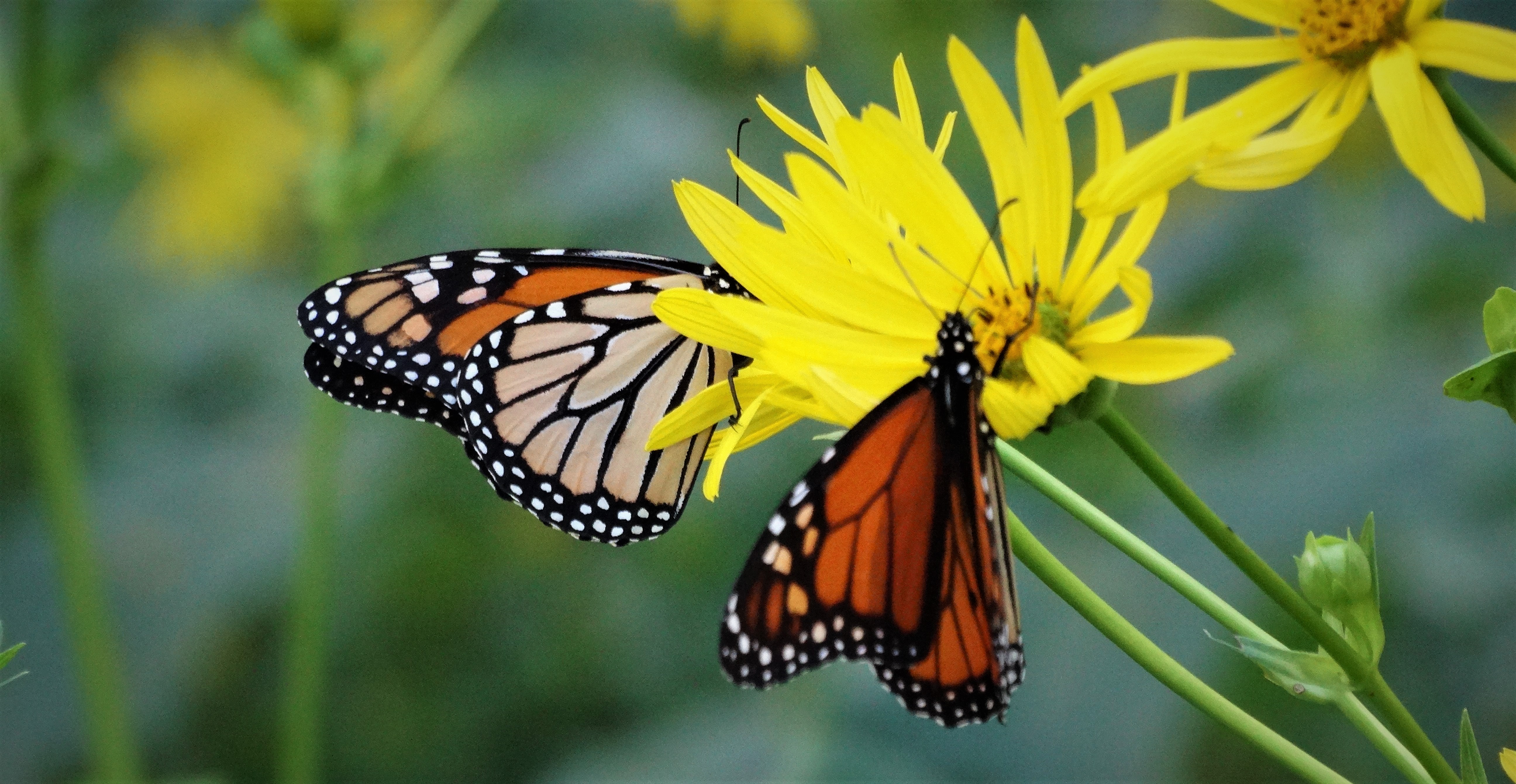 Donation Areas The Columbus Park Foundation
